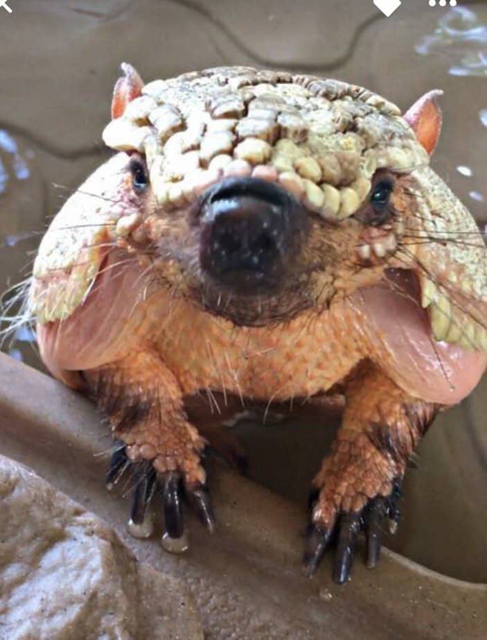 Diverse Exotic Animal Tours