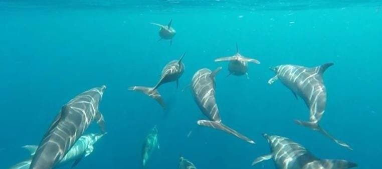 GoPro shot of a pod of dolphins bowriding our boat.