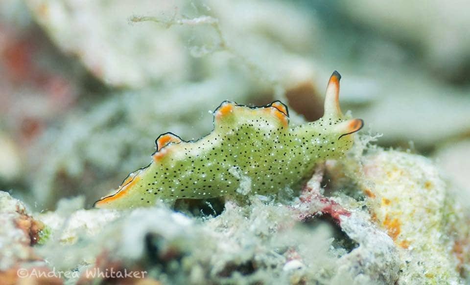 Goliath Grouper Encounters