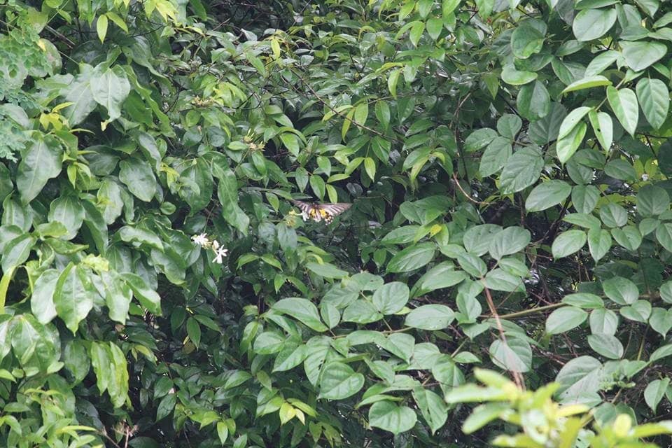 Nocturnal Wildlife Encounters