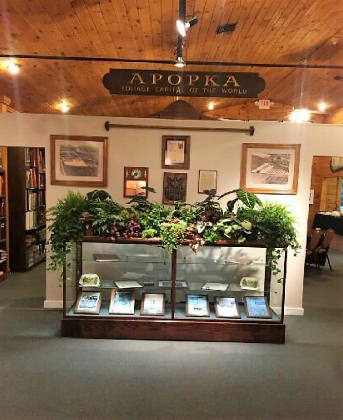 Apopka Museum - Fern Display on feature wall
