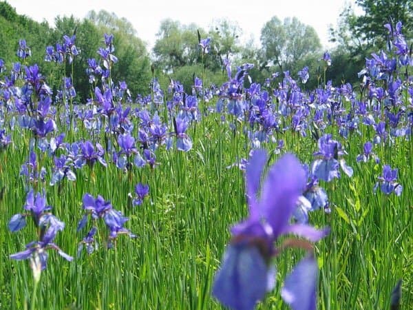 Lauteracher Ried Nature Reserve