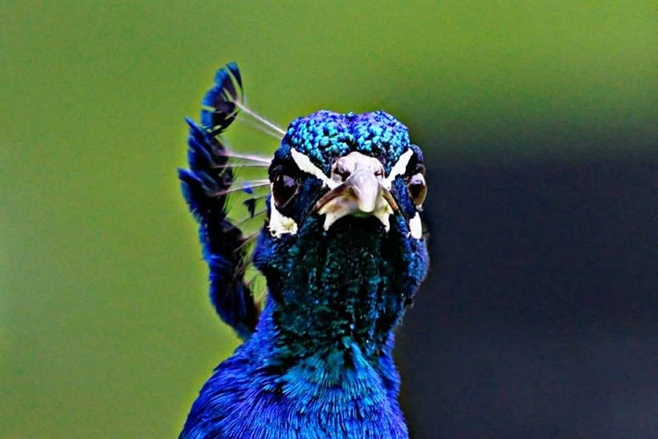 Temple Arati Ceremony