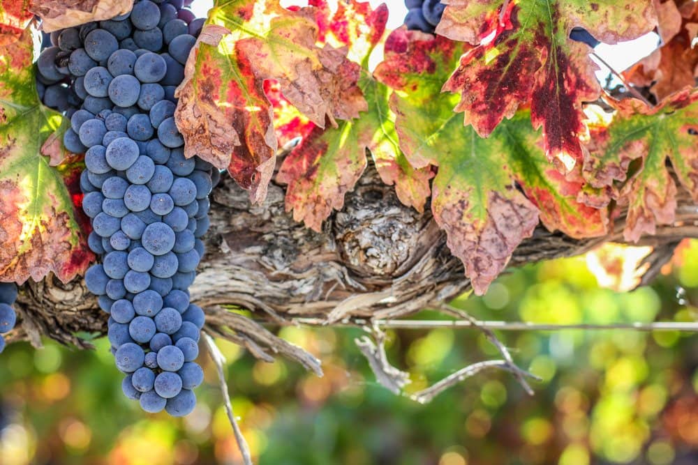 Willow Creek Distillery