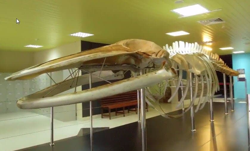 هذه هو الحوت او الحيوان الغريب والكبير الذي وجدوه قريب من الساحل