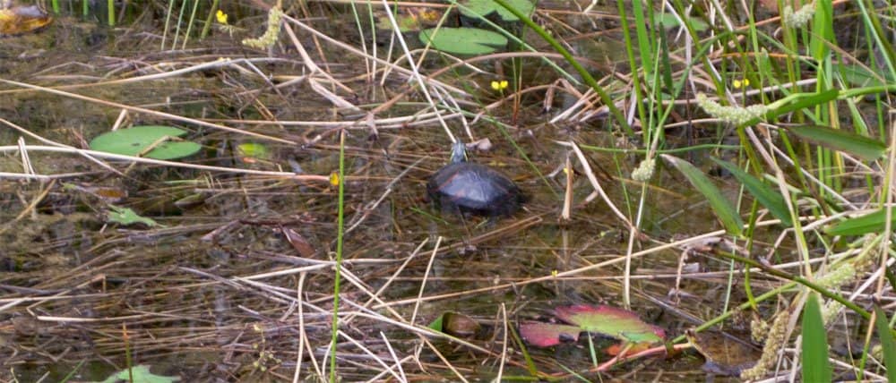 Wildlife Spotting