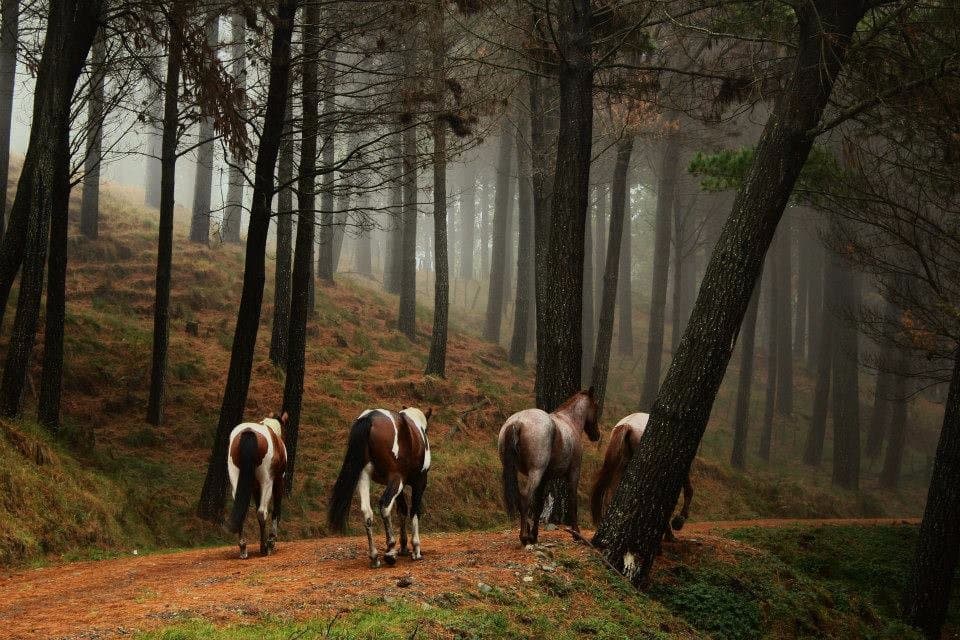 Mystic horse walk