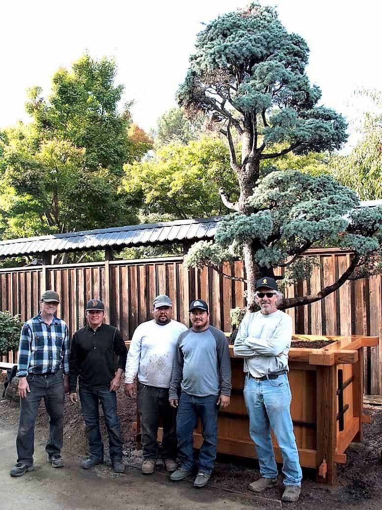 Miniature California Redwood