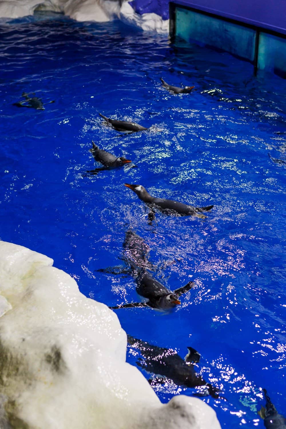 Penguin Discovery