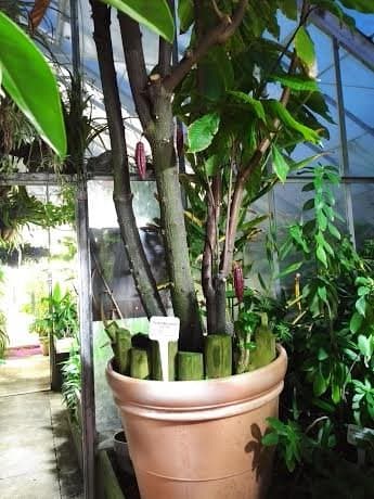 A cacao tree from South America, featured during a Green Café on chocolate (with samples)
