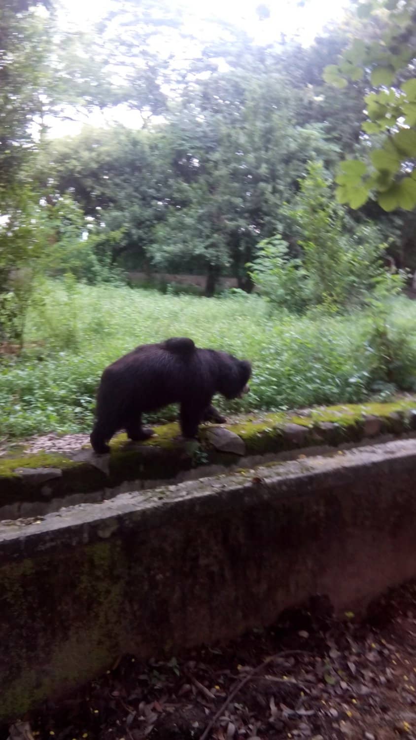 Safari Park Experience