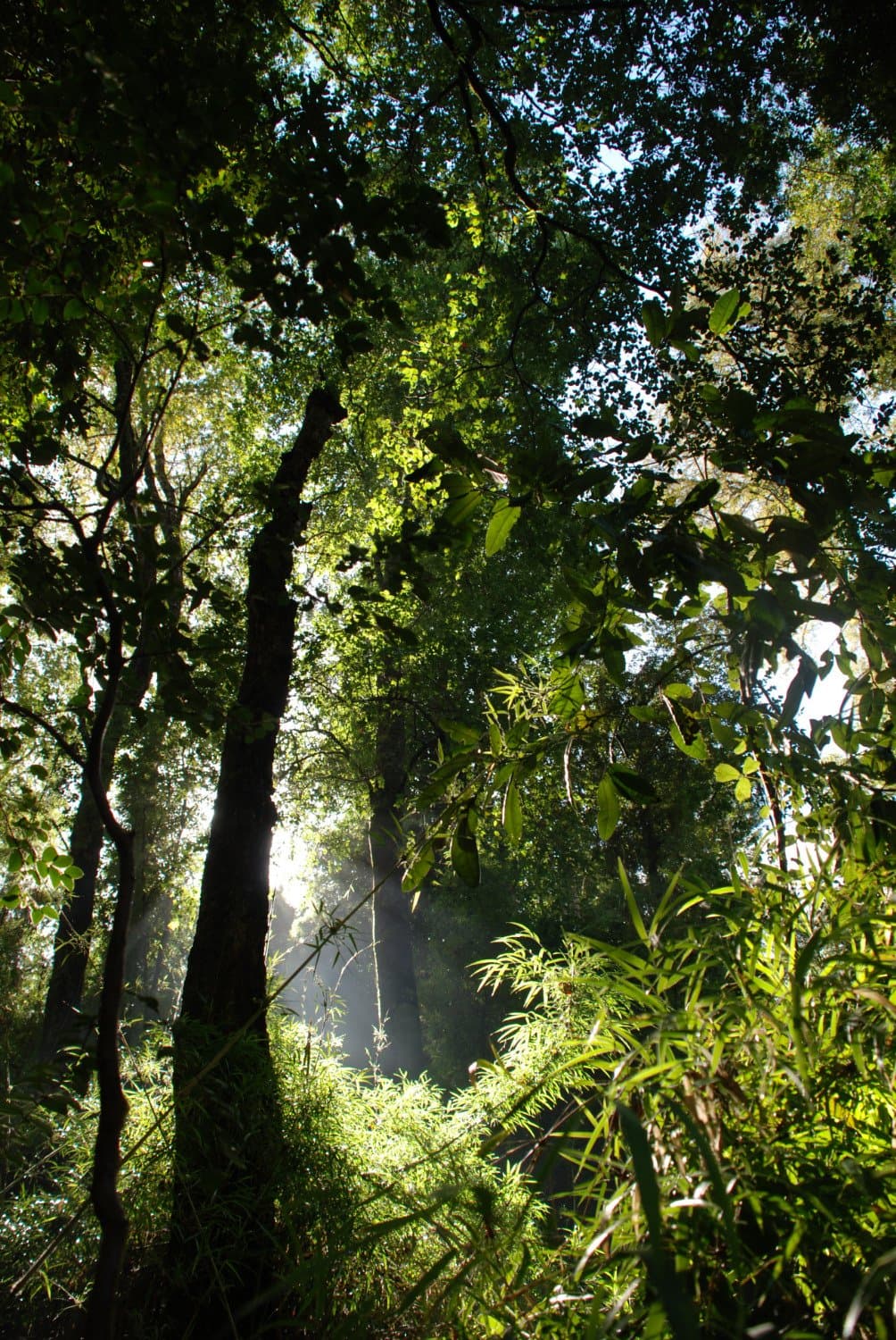 see the velociraptor....? :D