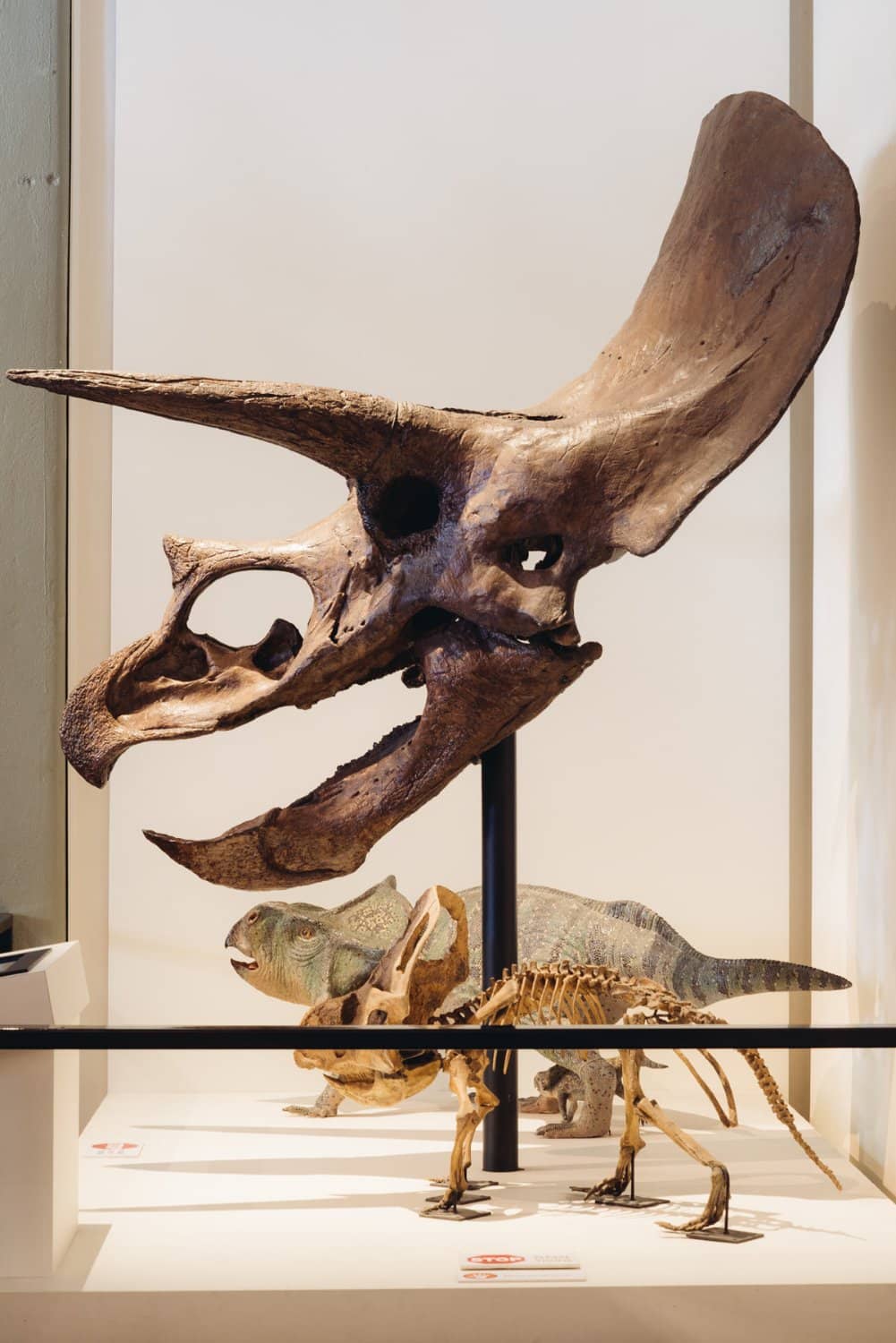 Dinosaur Exhibition