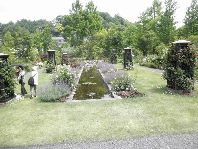 Lily Pond