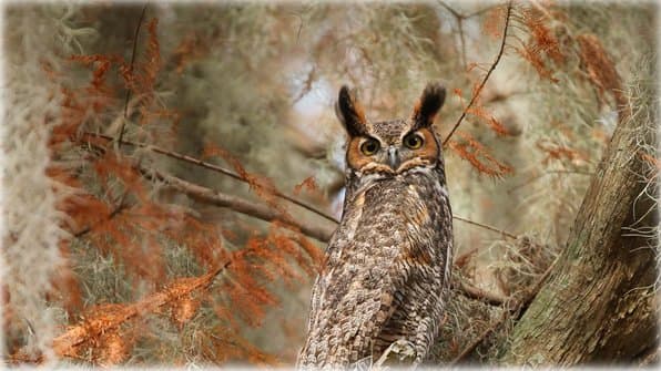 Great horned owl near Lake Tohopekaliga, south of St. Cloud, Florida