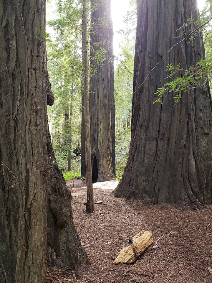 Rockefeller Forest