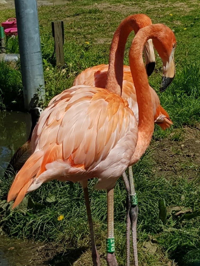 Hanwell Zoo