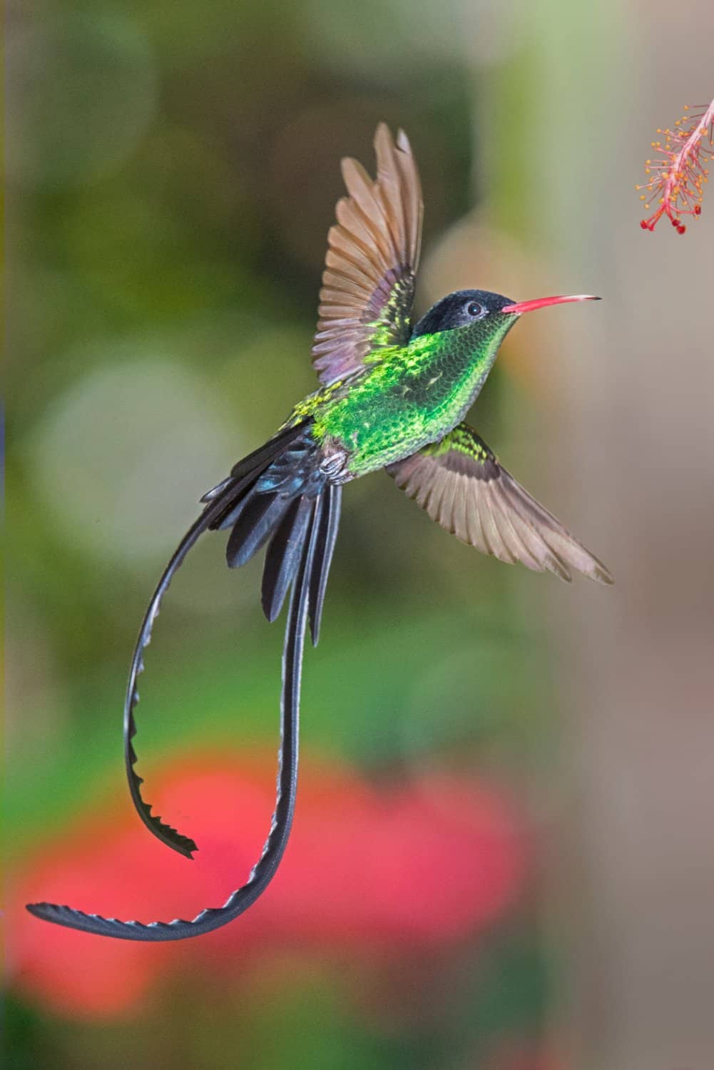 Doctor Bird Sightings