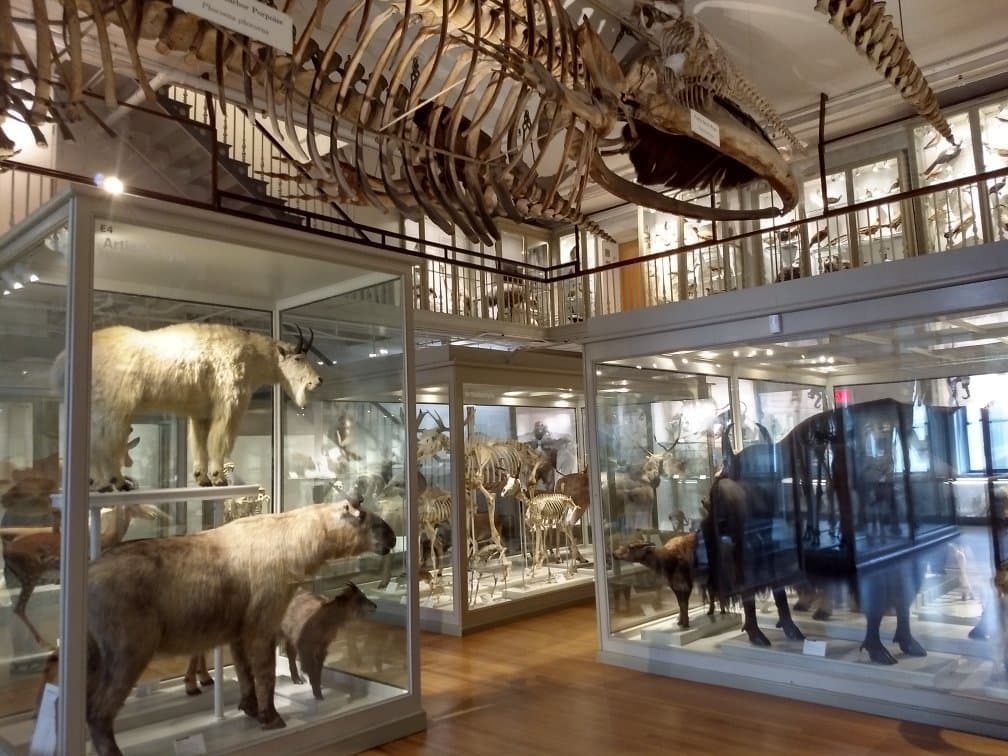 Harvard Museum of Natural History Boston