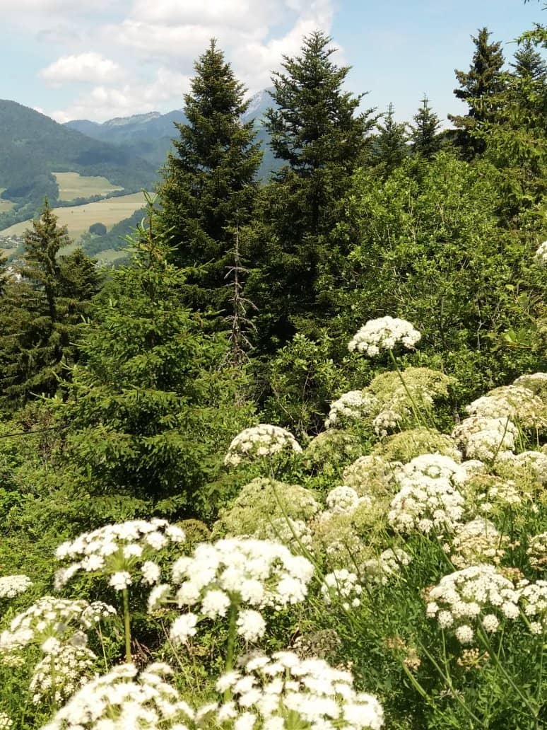 Scenic Hiking Trails