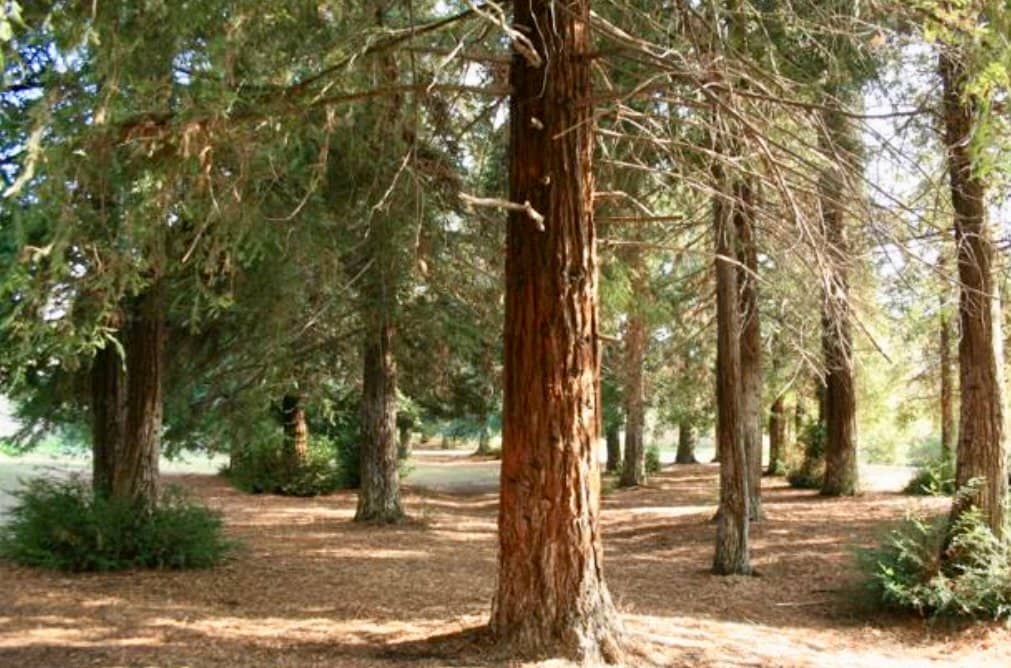 Redwood Grove