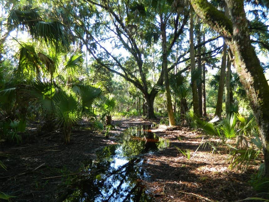 Peaceful Trail Hiking