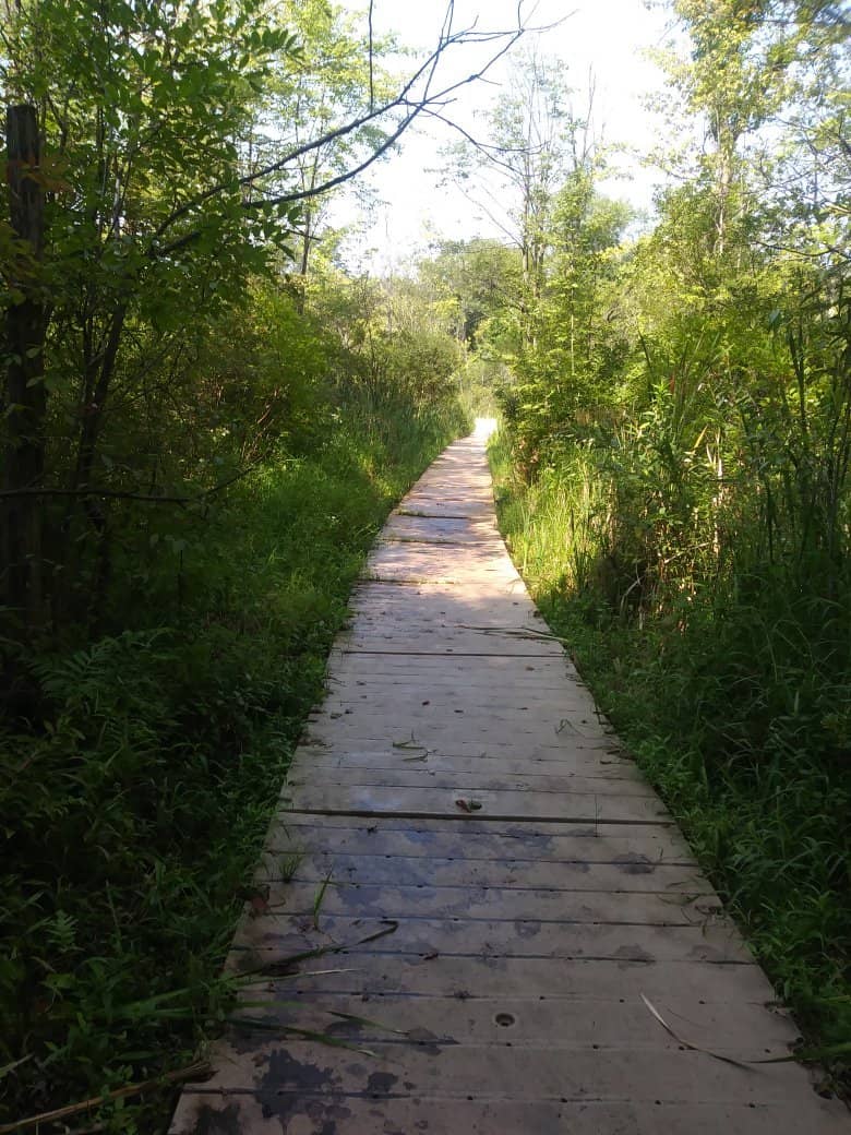 Seasonal Mushroom Displays