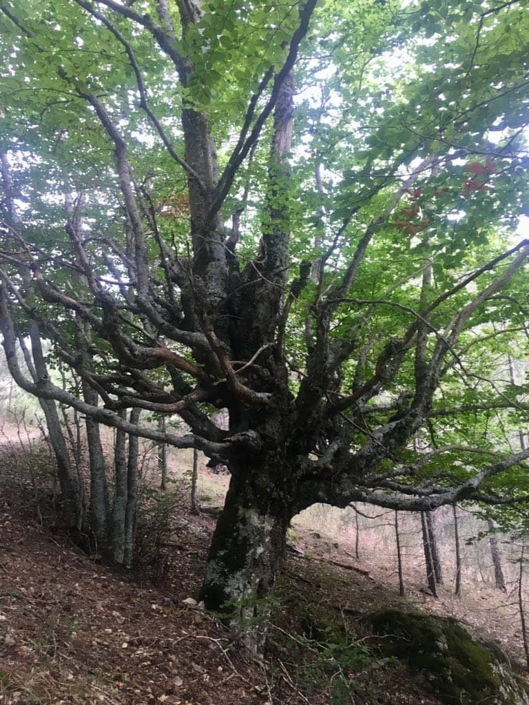 Forest Picnic Spot