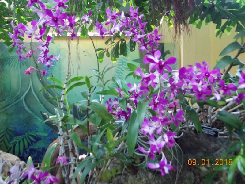 Gotelli Dwarf Conifer Collection