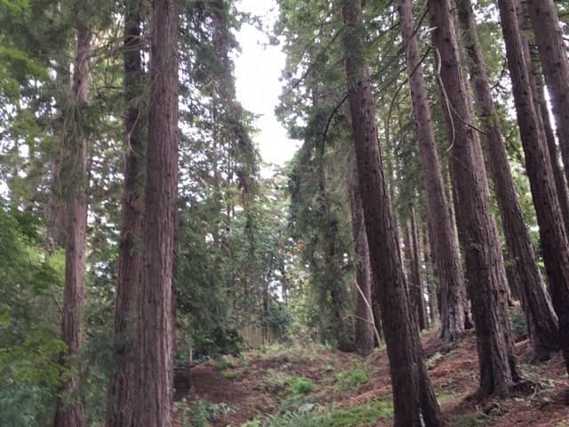 Diverse Plant Collections