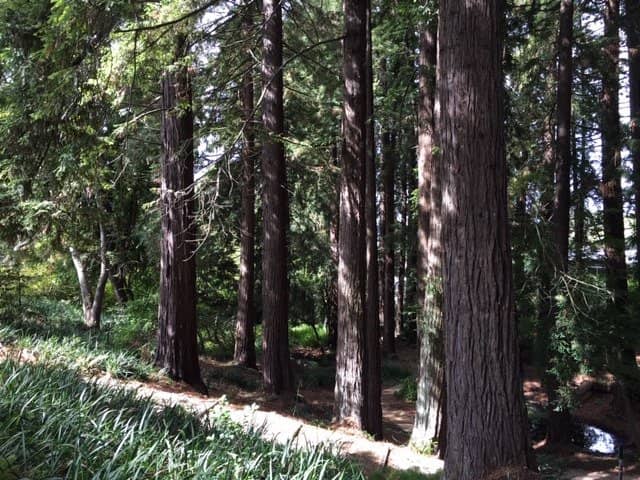 Whimsical Garden Features