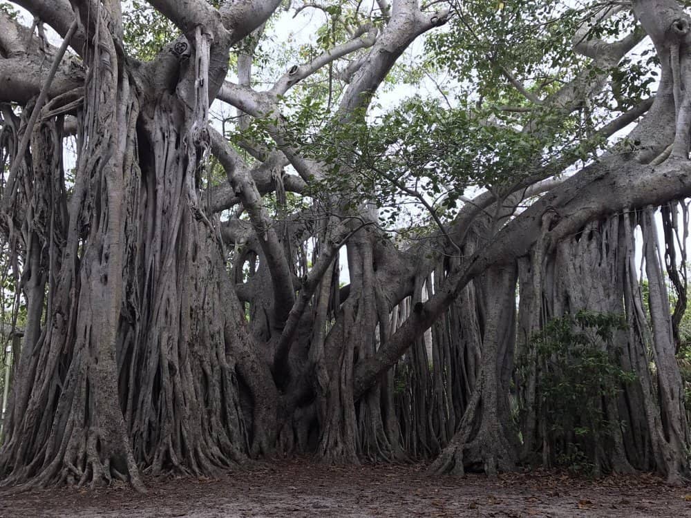 The Grove Restaurant & Bar