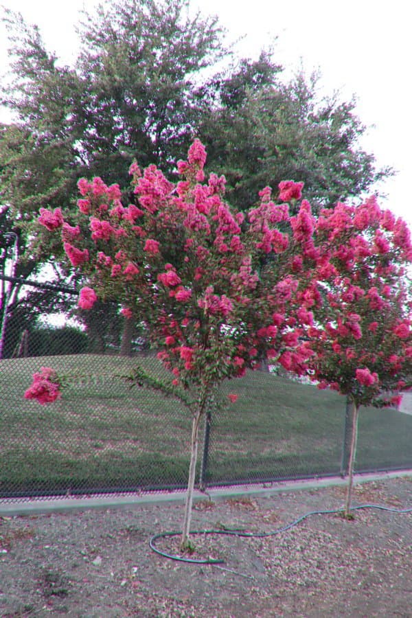 A nice colorful tree