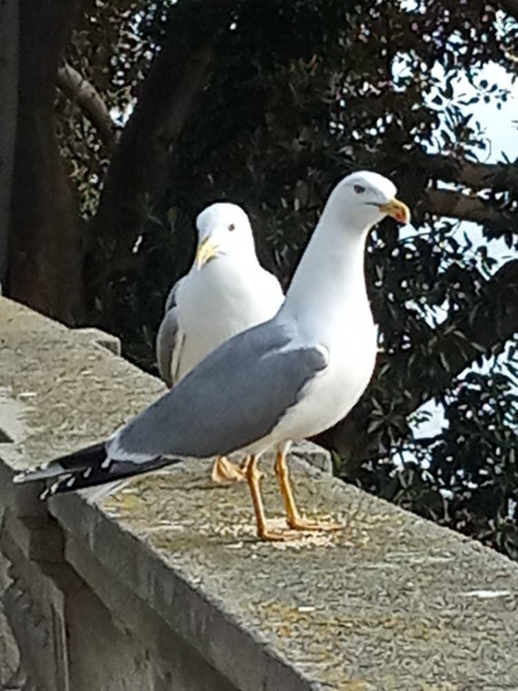 Panoramic City Views