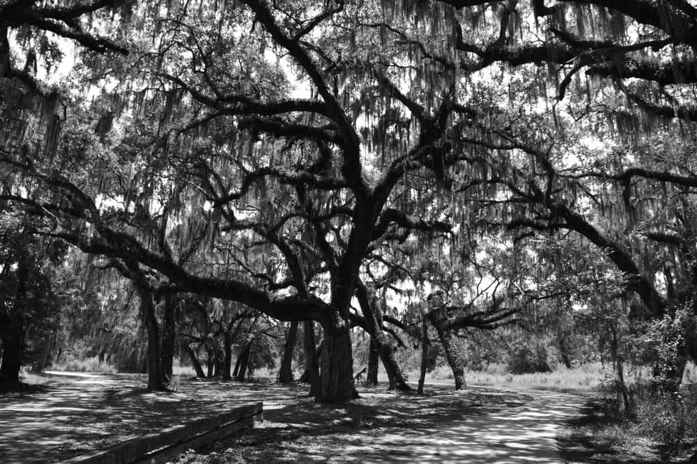 Spanish Moss Draped Trees