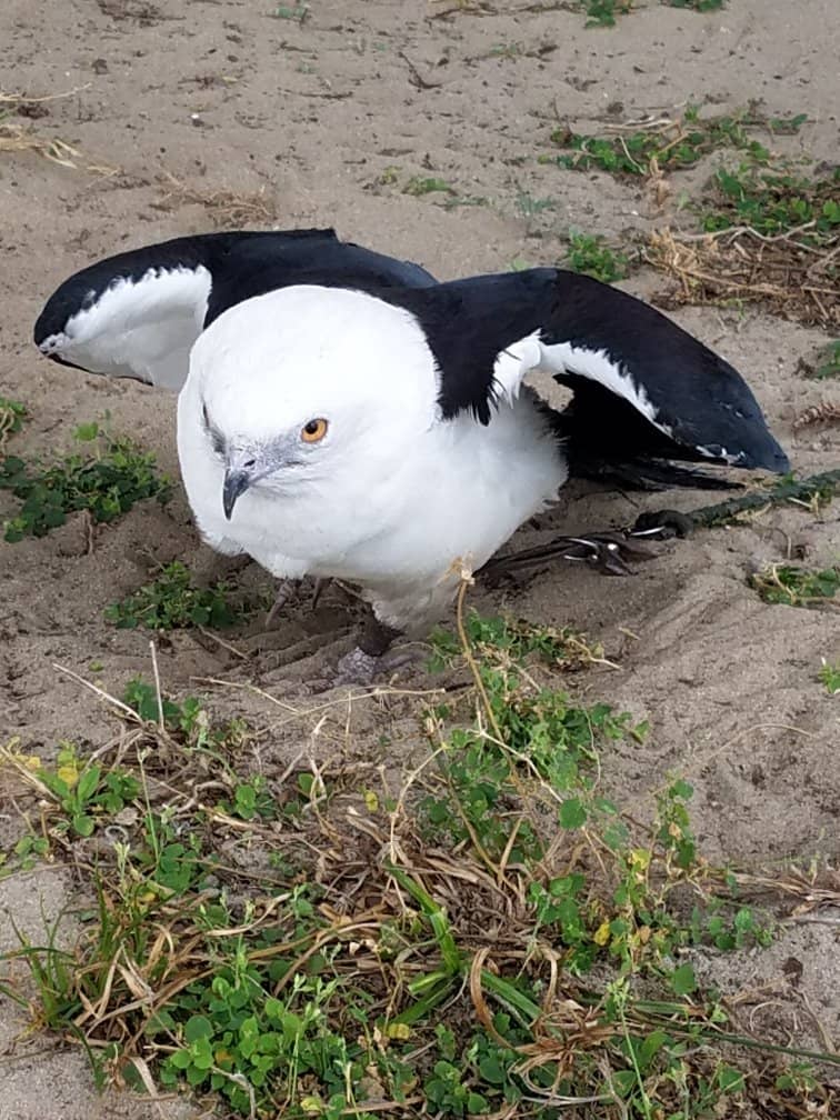 Witness Rehabilitation Efforts