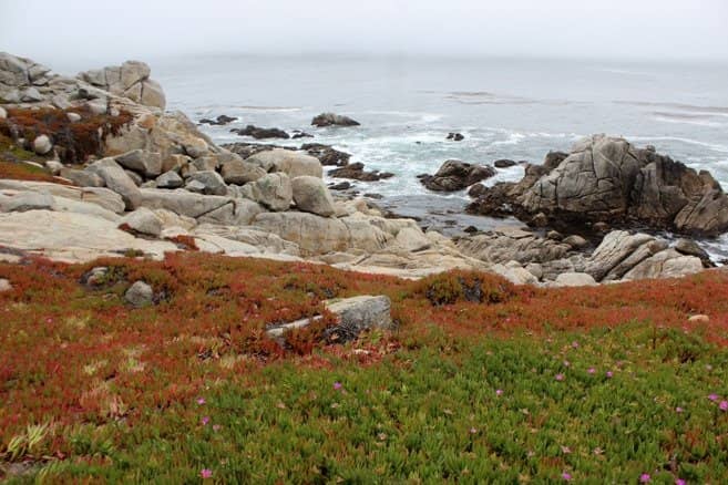 Bean Hollow State Beach Exploration