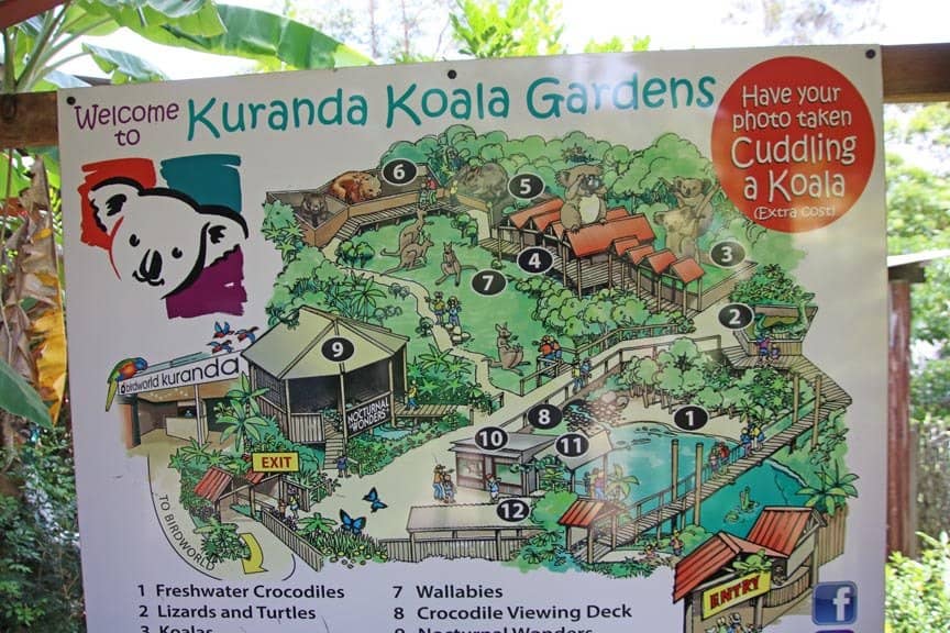 Koala Patting Experience