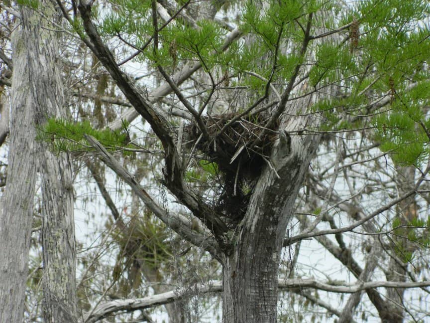Wildlife Encounters