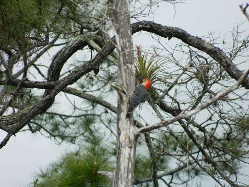 Loxahatchee River Access
