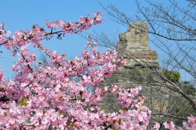 Flower Photo Spots