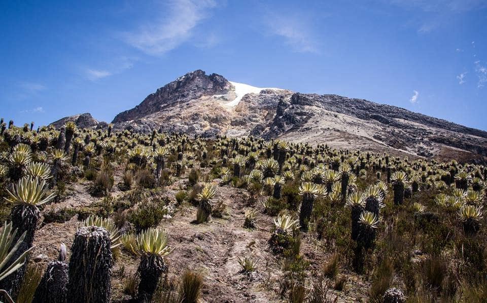 Towering Wax Palms