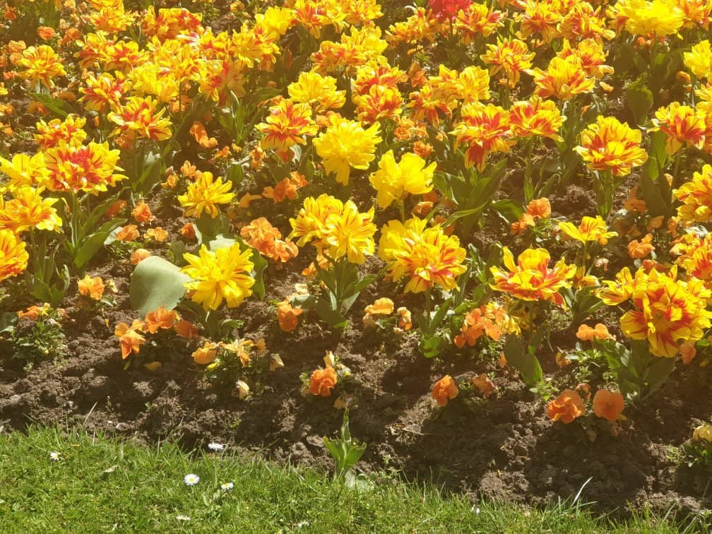 Formal Gardens