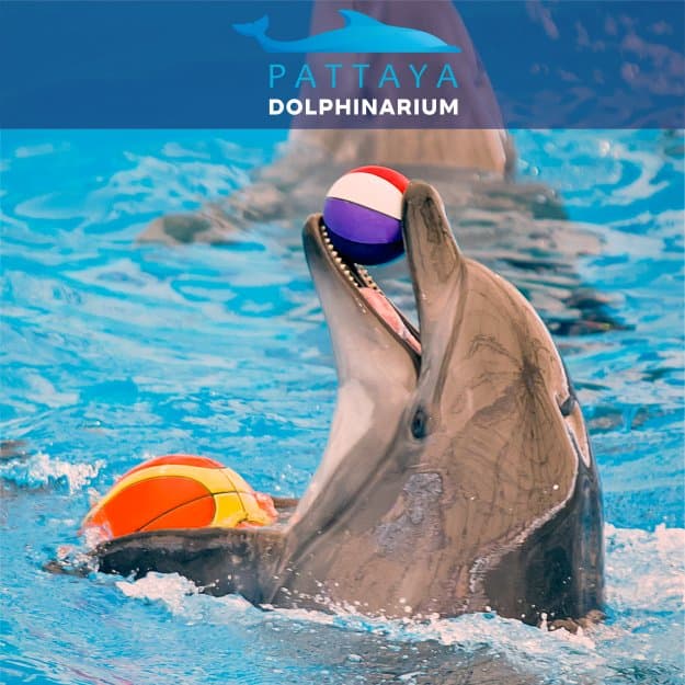 Pattaya Dolphinarium
