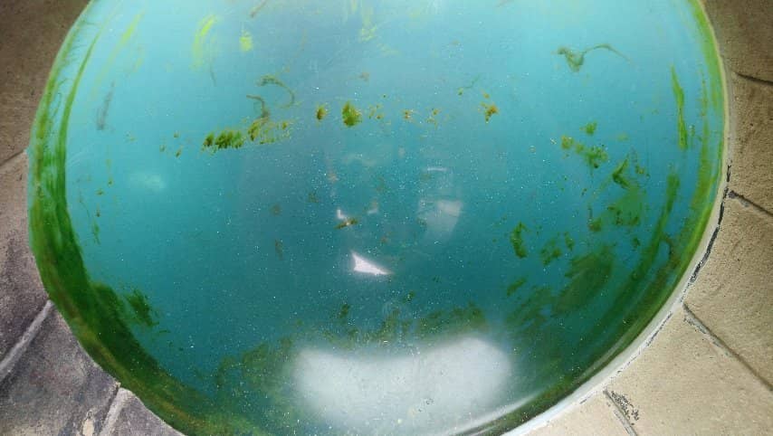 Mesmerizing Seal Shows