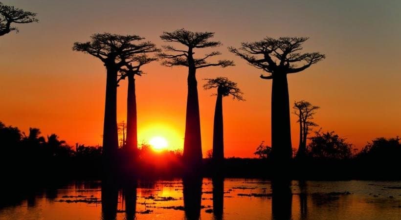 Acuesta del sol en la avenida de los Baobabs de Madagascar. #Viajar_a_Madagascar