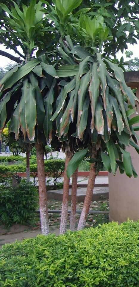 Saturn-Inspired Architecture