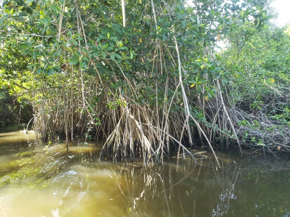 Mangrove Ecosystems
