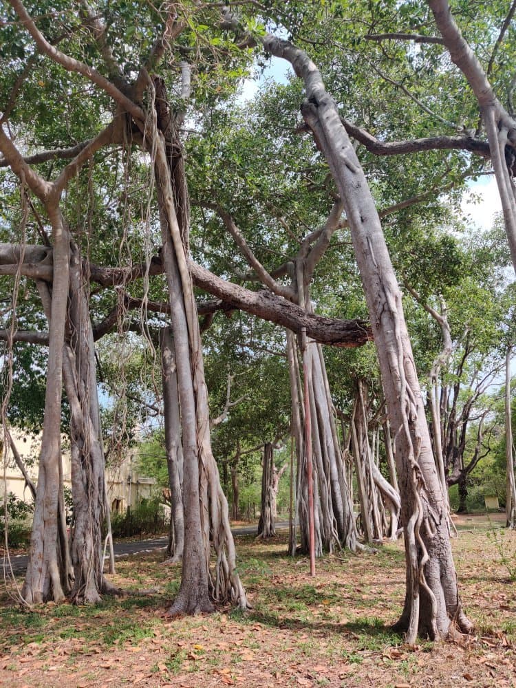 Theosophical Society Adyar Huddleston Gardens