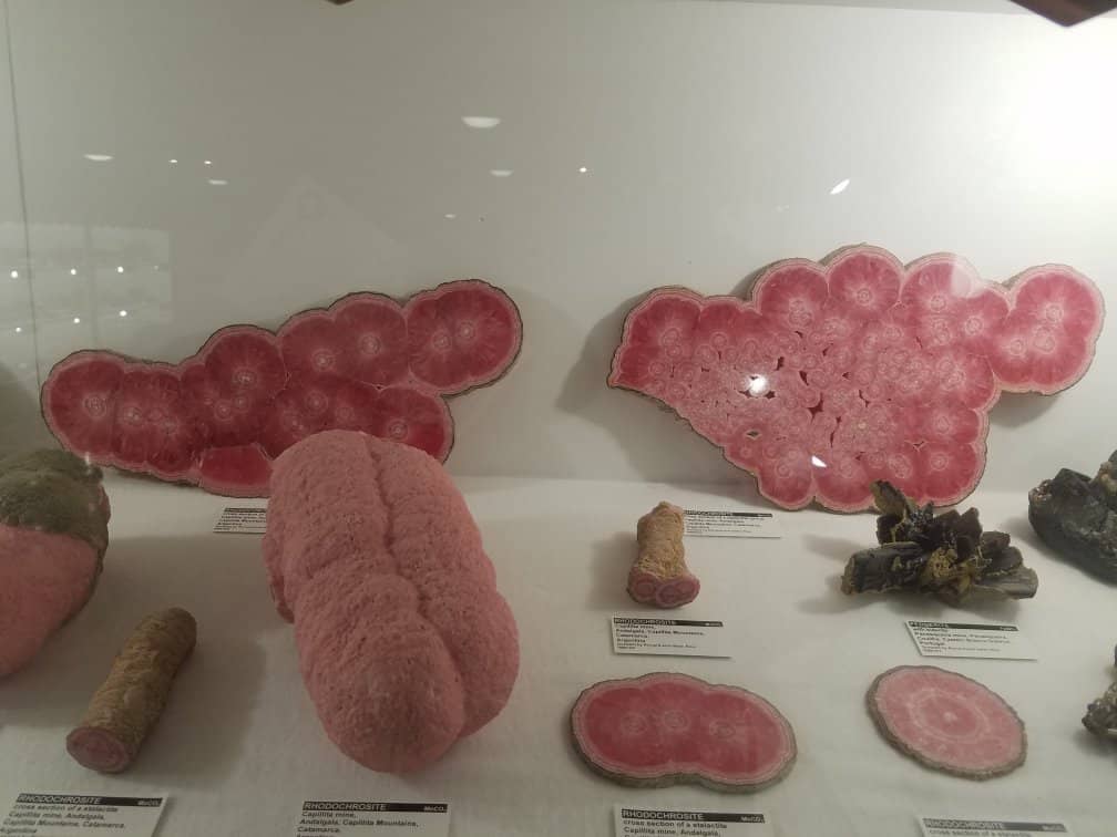 Fossil Discoveries